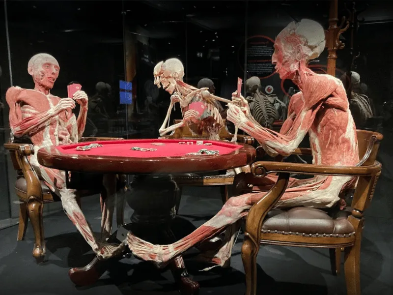 מייצג של גופות משחקות פוקר במוזיאון גוף האדם אמסטרדם