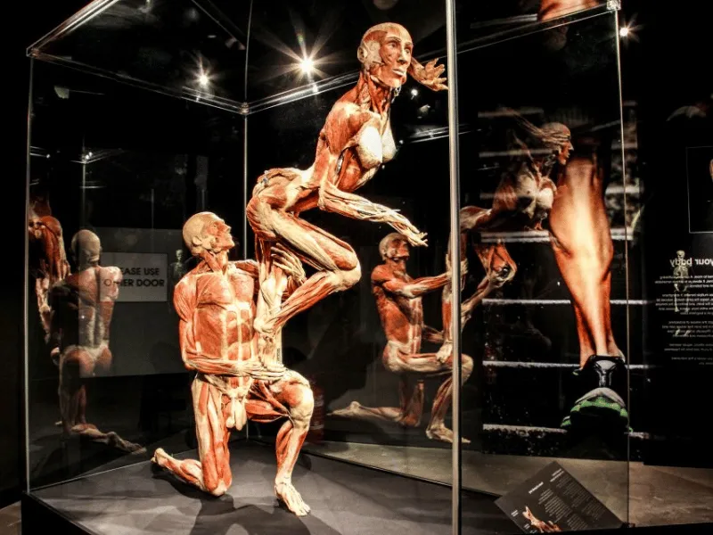 מוזיאון גוף האדם אמסטרדם